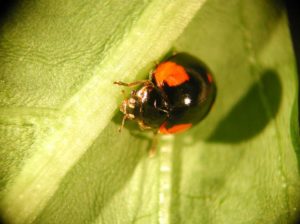 Adalia-System Adalia bipunctata
