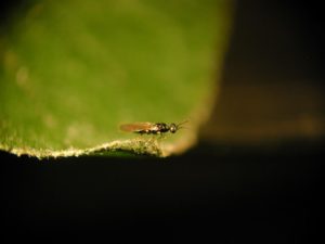 Diglyphus isaea